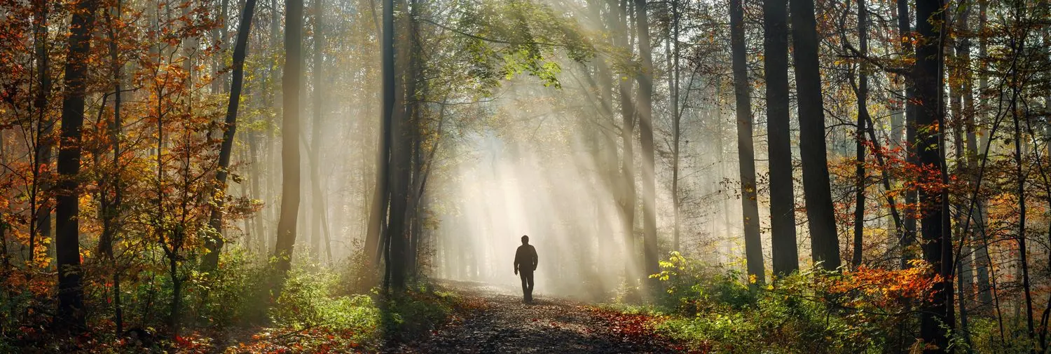 A lone figure walking a forest path as rays of sunlight break through the autumn fog