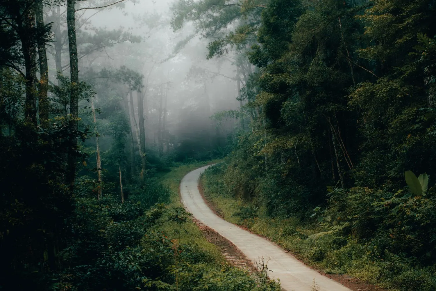 A winding road disappearing into a misty forest